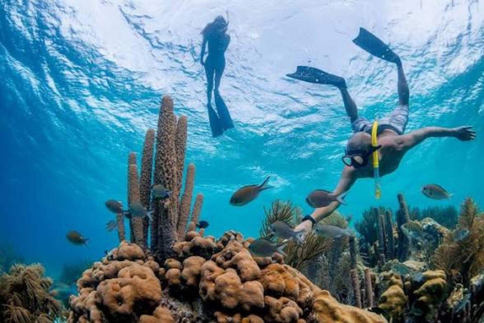 Snorkelers swimming over coral and tropical fish on a Bonaire reef